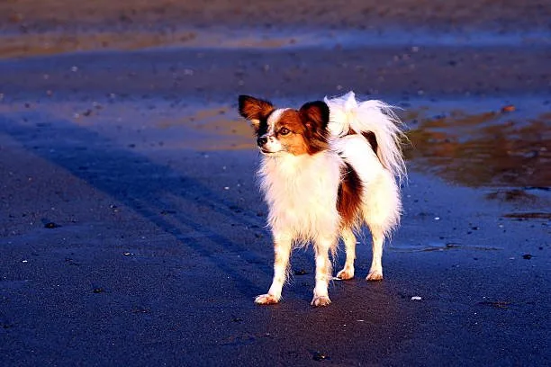  chihuahua border collie mix Suitability as a Pet