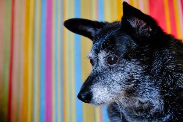  chihuahua border collie mix Care and Maintenance