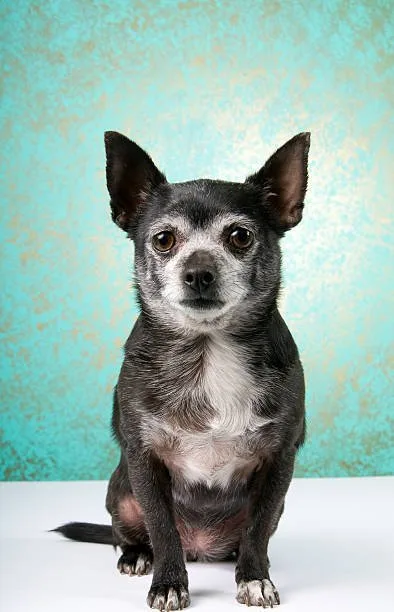 chihuahua cocker spaniel mix The Practicality of Chi-Spaniels in Urban Living