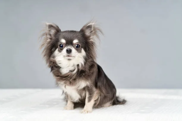 chihuahua cocker spaniel mix black Health Considerations
