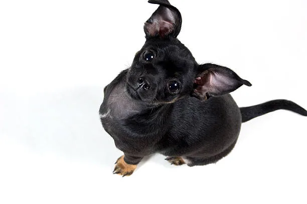 chihuahua cocker spaniel mix black The Role of Responsible Breeding and Adoption