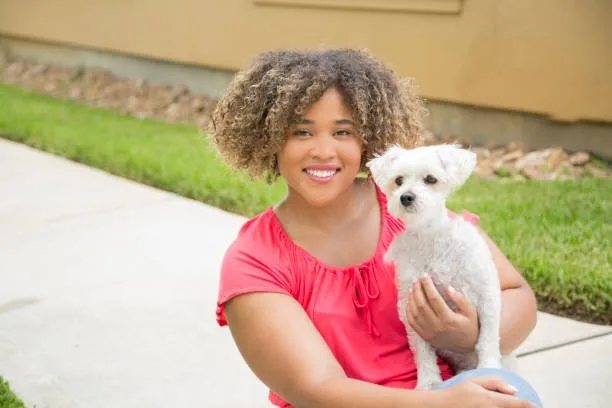 chihuahua cocker spaniel mix black Longevity and Wellness: Health Aspects of Chi-Spaniels