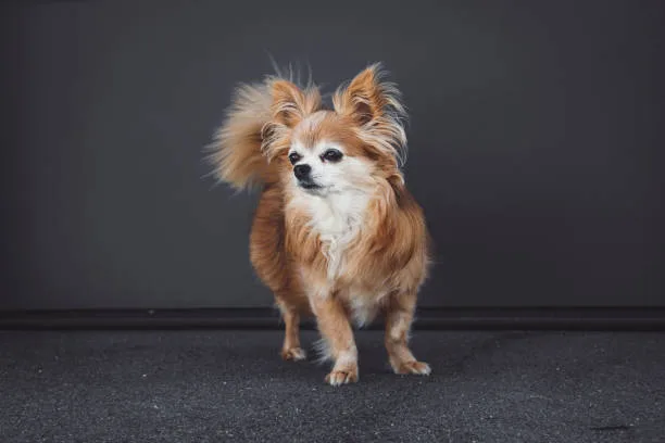 chihuahua cocker spaniel mix breed The Dynamic of Small Breed Compatibility in Family Settings