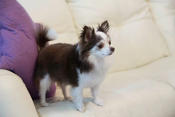 chihuahua cocker spaniel mix breed Health and Wellness