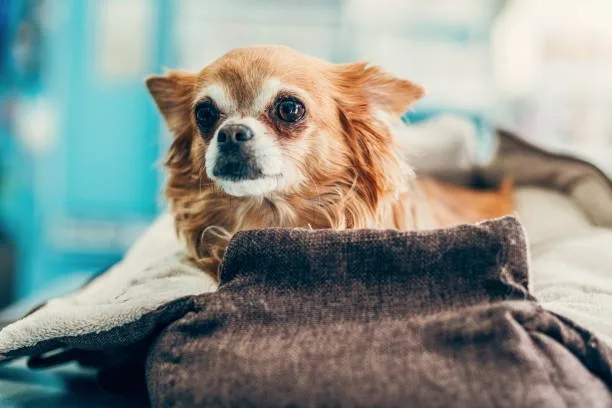 chihuahua cocker spaniel mix breed Exercise and Activity Levels