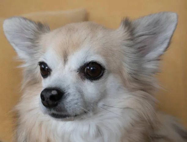 chihuahua cocker spaniel mix Conclusion