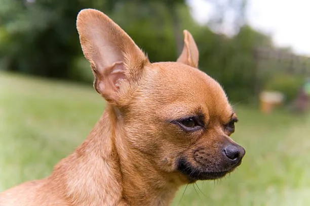 chihuahua cocker spaniel mix Temperament and Personality