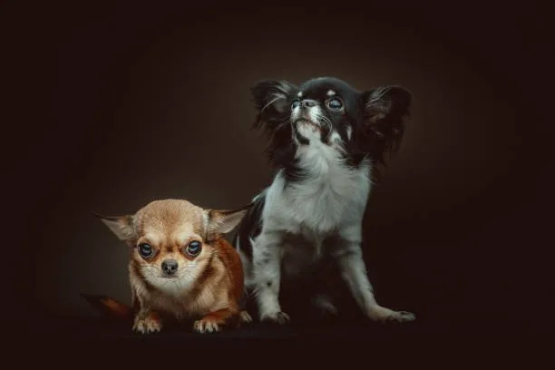 chihuahua cocker spaniel mix Compatibility with Families