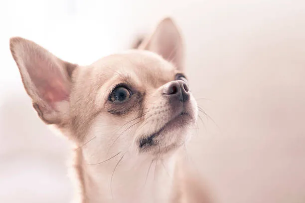 chihuahua cocker spaniel mix Exercise Needs