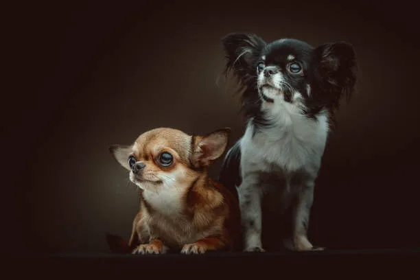chihuahua cocker spaniel mix Training and Intelligence