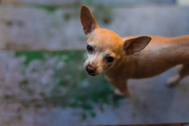 chihuahua cocker spaniel mix Adoption and Purchase Tips
