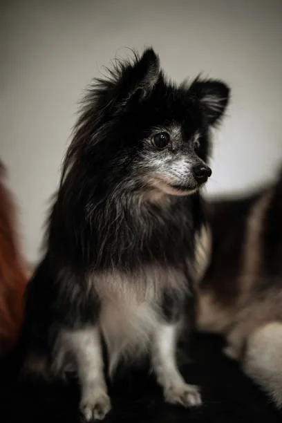 chihuahua cocker spaniel mix Grooming and Care