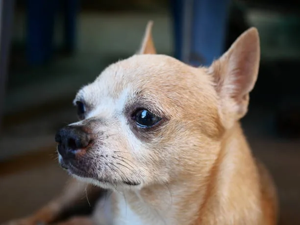 chihuahua cocker spaniel poodle mix Caring for Your Chi-Spaniel Poo