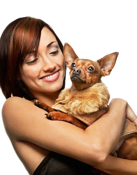 chihuahua cocker spaniel poodle mix Health Considerations and Lifespan