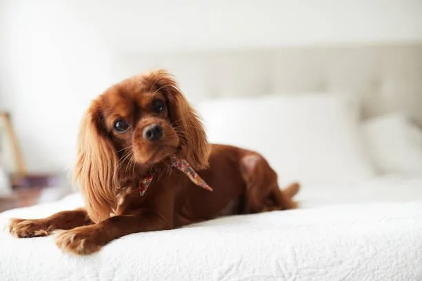 chihuahua cocker spaniel poodle mix Suitable Living Conditions