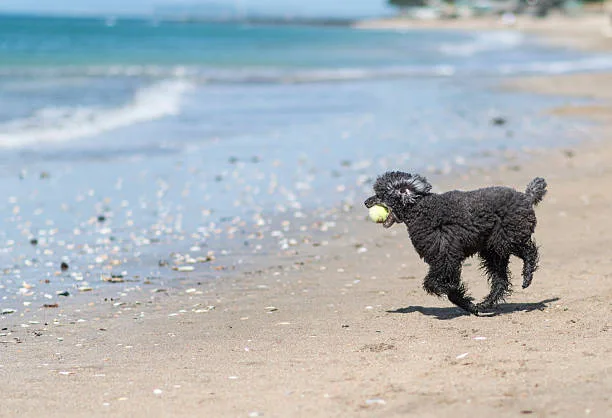 chihuahua cocker spaniel poodle mix Diet and Nutrition