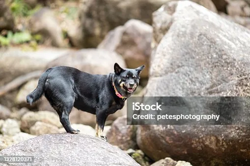 chihuahua doberman mix puppies Suitability as Family Pets