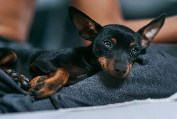 chihuahua doberman mix puppies Caring for Your Chihuahua Doberman Mix
