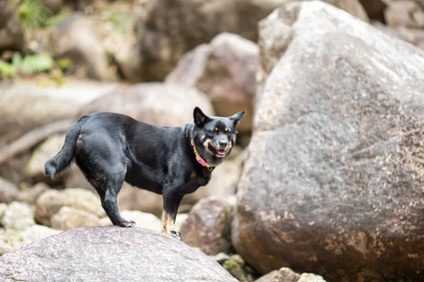 chihuahua doberman mix puppies Health Considerations