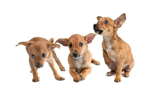 chihuahua doberman mix puppies Temperament and Personality Traits