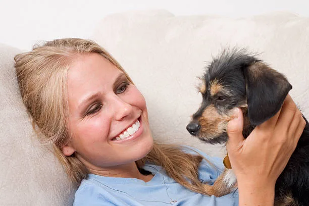 chihuahua doberman mix puppies Health and Longevity: Managing a Chihuahua Doberman Mix Breed's Well-being
