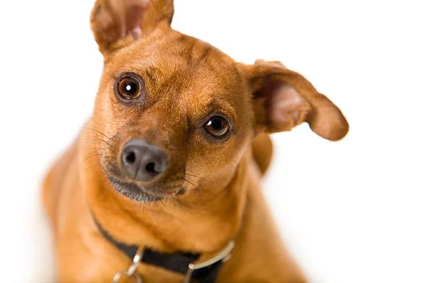 chihuahua mini doberman pinscher mix Suitability as a Pet