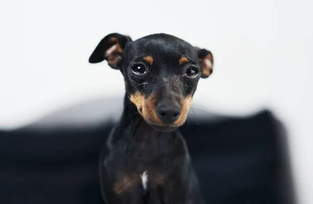 chihuahua mini doberman pinscher mix Chipin Lifecycle and Community