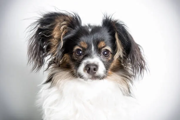 chihuahua mix cocker spaniel Grooming and Care