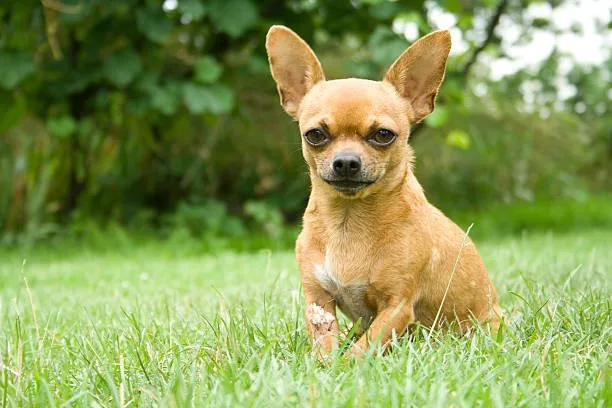 chihuahua mix cocker spaniel Nutritional Needs and Diet