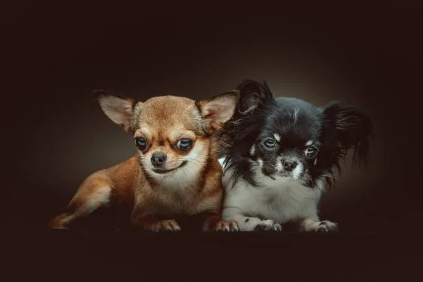 Chihuahua mix with cocker spaniel Addressing Their Proneness to Injury