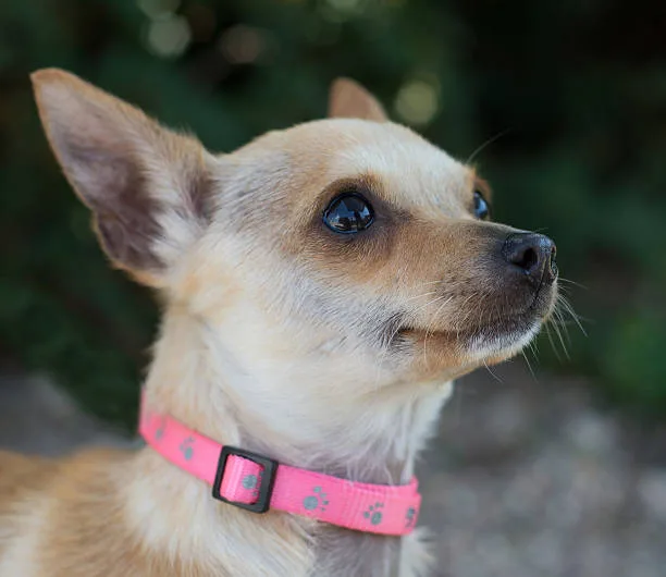 Chihuahua mix with cocker spaniel Nutrition and Diet for Your Chi-Spaniel