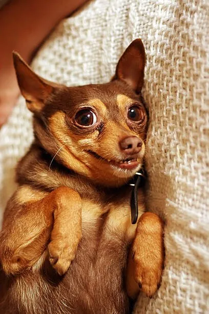 Chihuahua mix with cocker spaniel Health Considerations for Your Travelling Companion