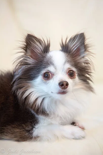 Chihuahua mix with cocker spaniel Essential Exercises and Activities for Your Active Mix