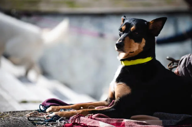 chihuahua mix with doberman Health and Lifespan