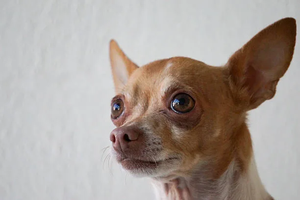  chihuahua mix with doberman Health Considerations and Lifespan