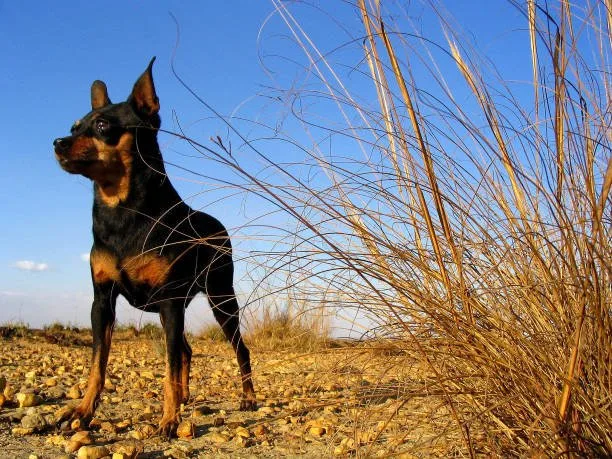 chihuahua mix with doberman Caring for Your Chihuahua Mixed Breed: Essential Tips