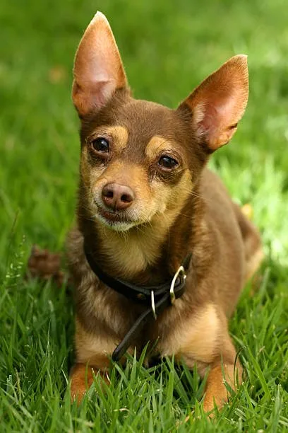  chihuahua mix with doberman Understanding Canine Genetics in Chihuahua Doberman Mixes