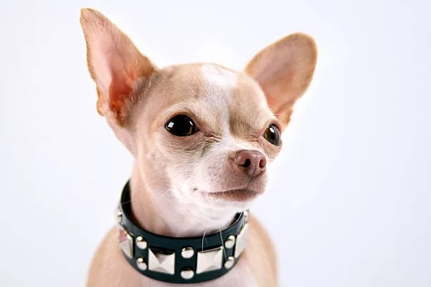  chihuahua mix with doberman Adopting a Chihuahua Doberman Mix: What Prospective Owners Should Know