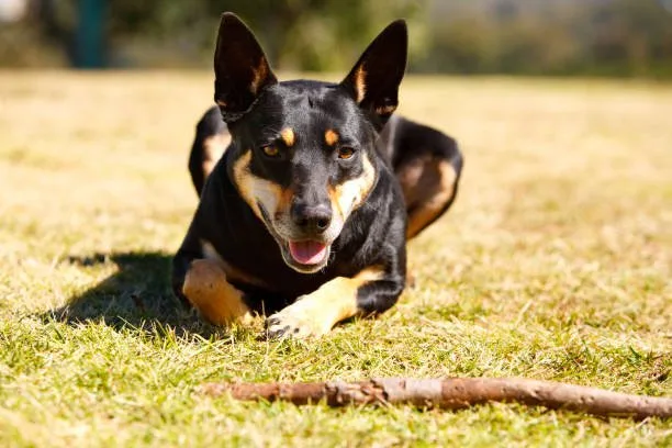chihuahua mix with doberman Temperament and Personality