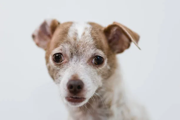 chihuahua mix with doberman Care and Grooming