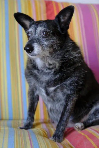 chihuahua mix with doberman Doberhuahua Profile: Understanding This Unique Designer Dog