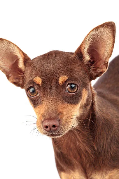  chihuahua mix with doberman Care and Grooming Needs