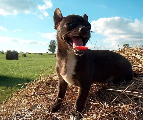  chihuahua mix with mini doberman Temperament and Behavior