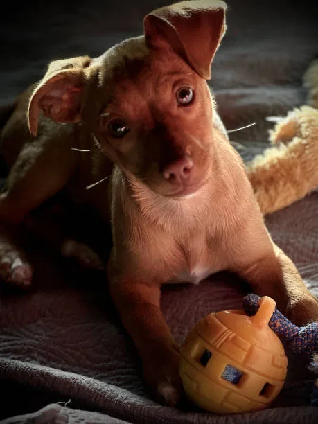  chihuahua mix with mini doberman Integration into Family and Living Environments