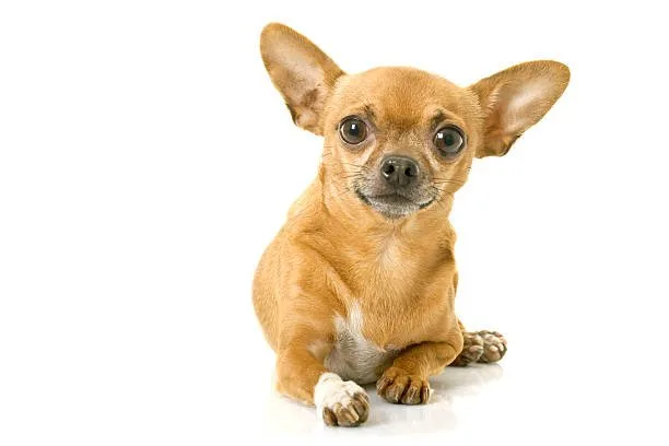  chihuahua mix with mini doberman Grooming and Care