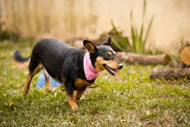  chihuahua mix with mini doberman Socialization and Training Strategies