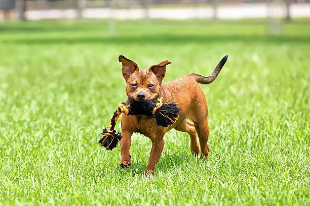  chihuahua mix with mini doberman Size and Appearance