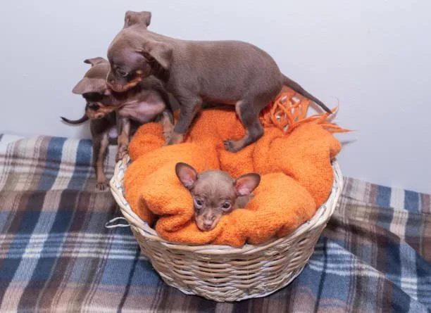  chihuahua mix with mini doberman Suitability for Families and Living Situations