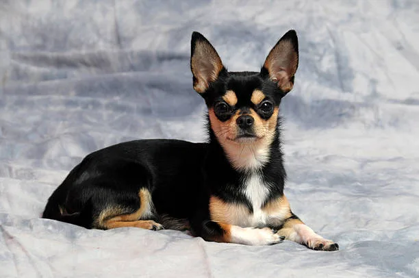  chihuahua mix with mini doberman Diet and Nutrition