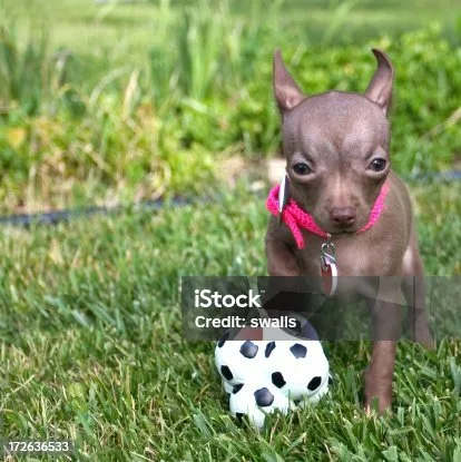  chihuahua mix with mini doberman Ethical Breeding and Adoption Process